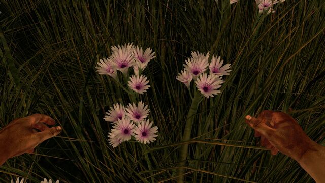 File:White bundle prairie flower.jpg