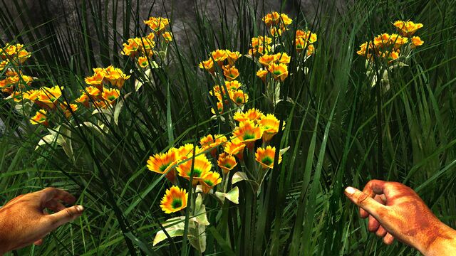 File:Orange prairie flower.jpg