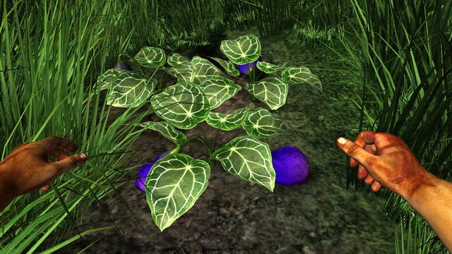 File:Fleshy purple fruit.jpg