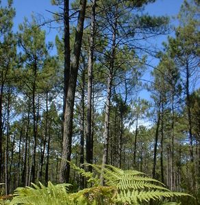 File:Floresta-Gastonesa.jpg