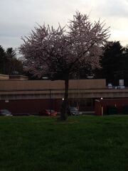 Peace Tree