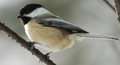 Thumbnail for version as of 01:42, March 2, 2012