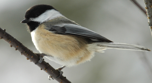 File:Chickadee.png
