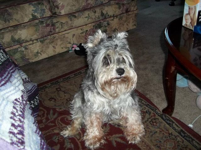 File:Sir Schnauzer.jpg