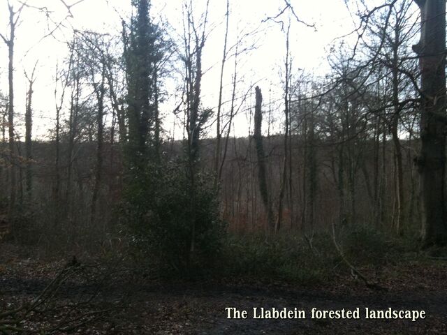 File:ForestLL.jpg