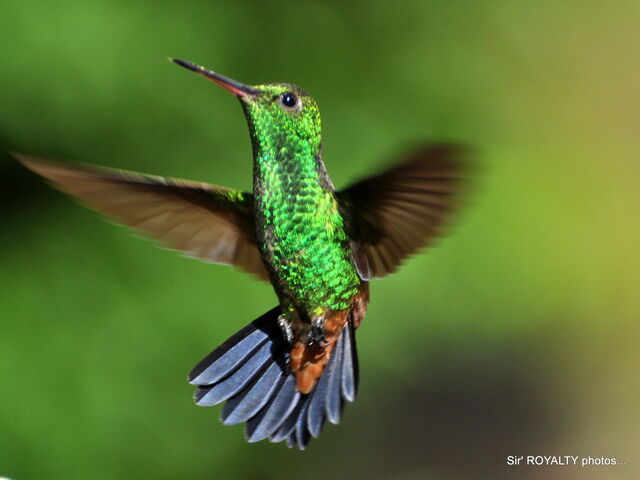 File:Hummingbirds 129.jpg
