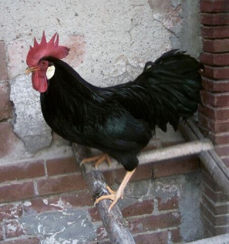 File:Rooster.jpg