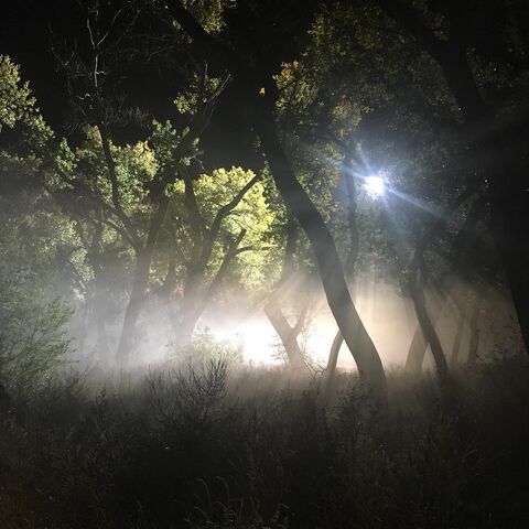 File:BTS Night Forest 4.jpg