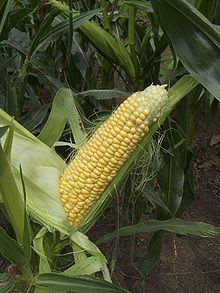 ArchivoZea mays convar.jpg
