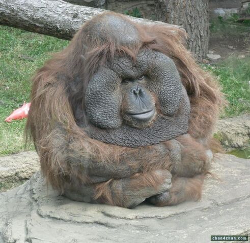 File:Gorillz.jpg