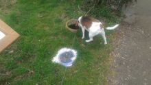Dog drinking