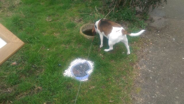 File:Dog drinking.jpg