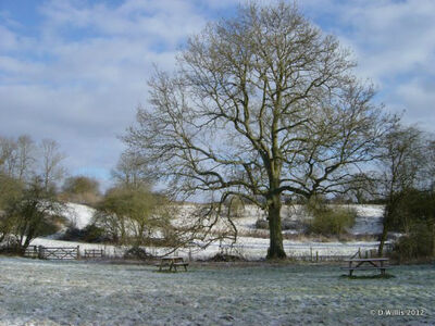 Inkberrow Winter Trees