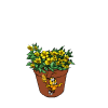 Buttercup
