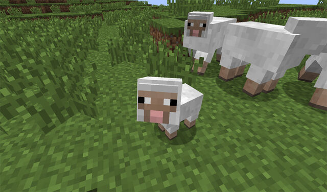 File:Tiny-sheep.jpg