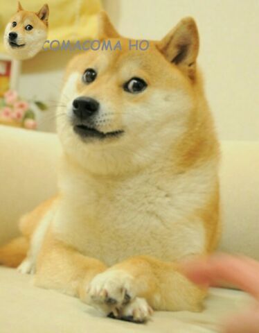 File:Doge-2015610-83110.jpg