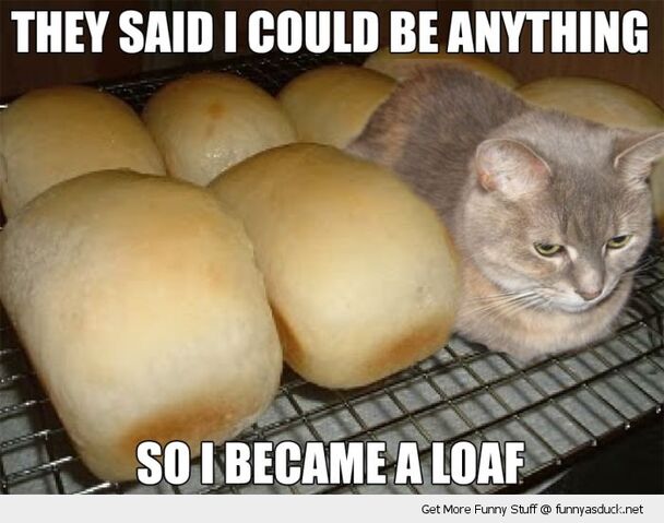 File:Funny-cat-became-a-loaf-lolcat-pics.jpg