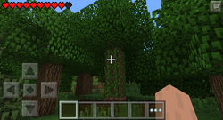 Arbol viejo