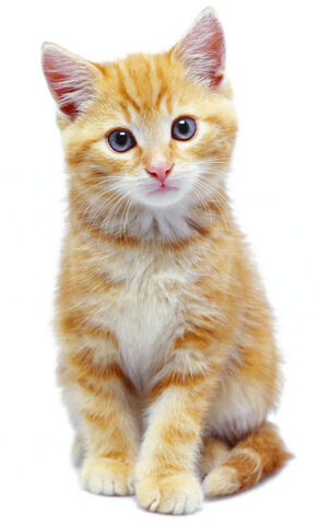 File:Cat2.jpg