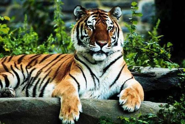 File:Royal-Bengal-Tiger.jpg