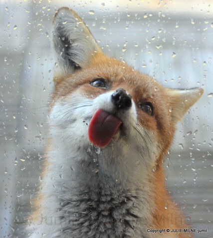 File:Amazing-fox-photos-182.jpg