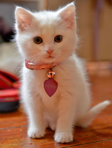 File:Pearl the kitten.jpg