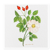Rosehip-oil