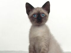 Siamese bebe