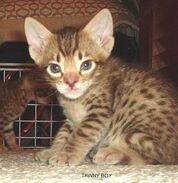 Ocicat bebe