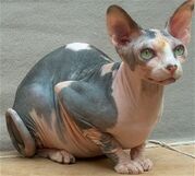 Gato-esfinge