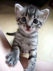 Mau egipcio bebe