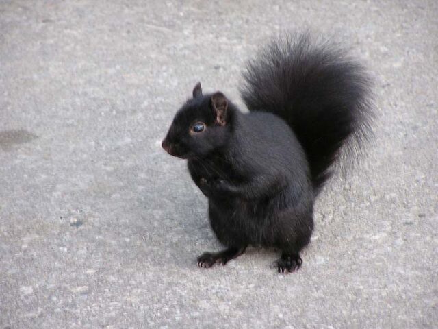 File:Squirrel.jpg