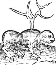 Myrmecoleon 1491.jpg