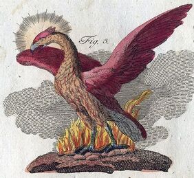 Fenix.jpg
