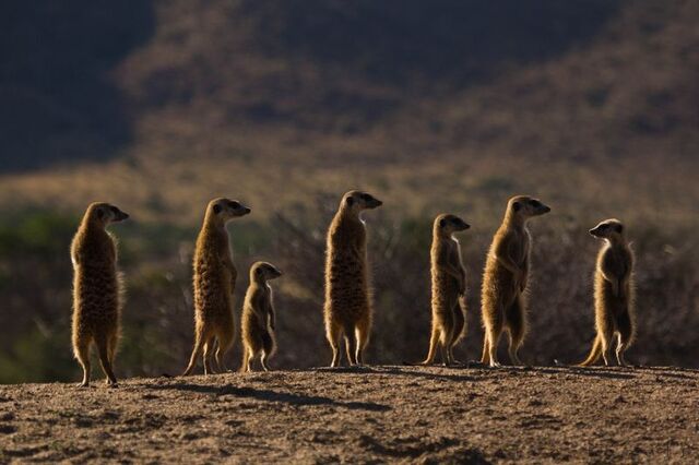 File:MeerkatMob3.jpg