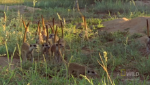 The Topaz Mob in 2009 after the death of it's matriarch