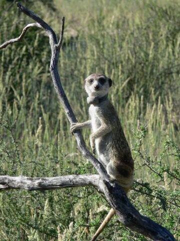 File:Kuzco Warthog.jpg