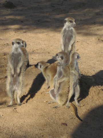 File:JaXX Mob.jpg