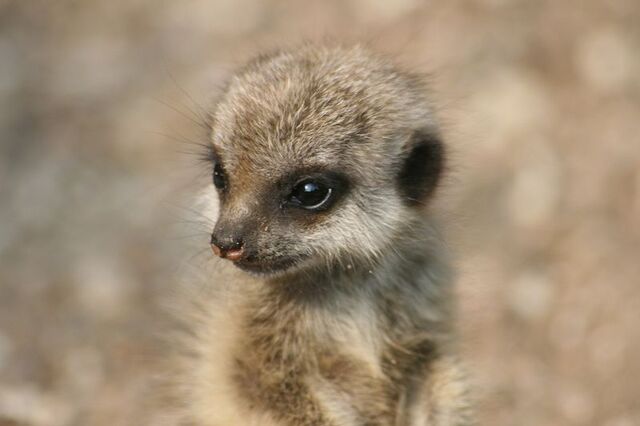 File:Жжж0PV1c0 big-3-15-201094917A2000006baby-meerkat.jpg
