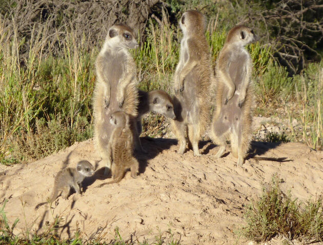 File:Ocicats Mob.jpg