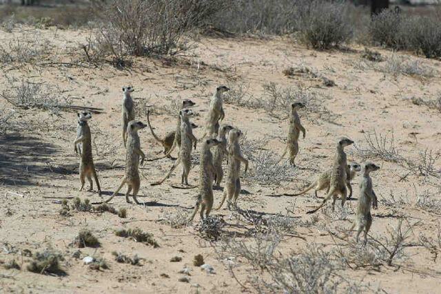 File:Hollyhock Mob.jpg