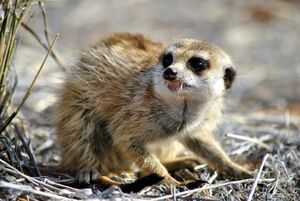 Crumble Ewoks