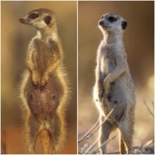 Ellen (left) and Allison (right) Pregnant