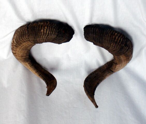 File:Centaurian Horns.jpg