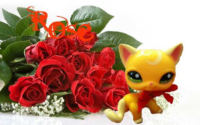 File:Rose.jpg