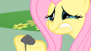 Crying Fluttershy S01E22.png