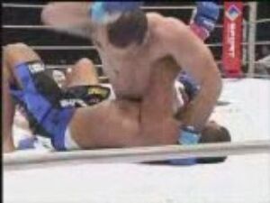 Shogun arona