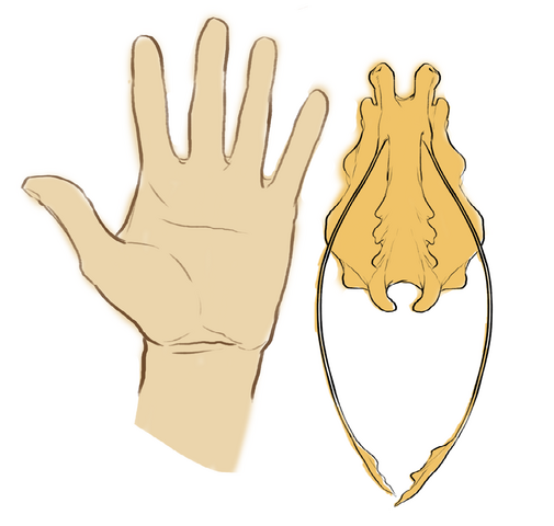 File:Ijad scale reference.png