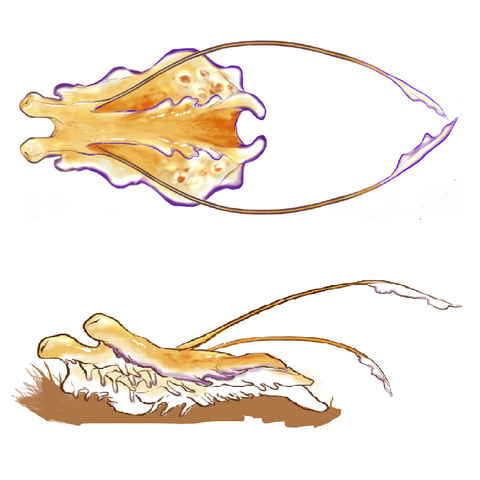 File:Ijad.png