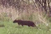 Beast bodmin moor